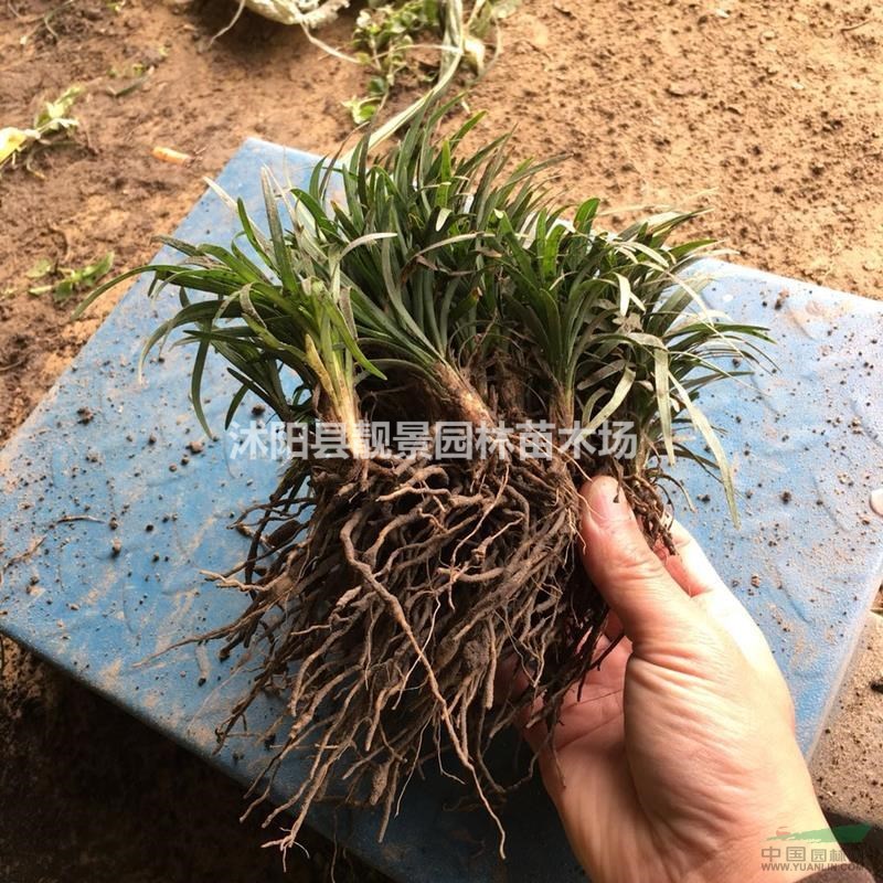矮麦冬草多少钱一棵，玉龙草产地在哪里，购买日本矮麦冬快递发货