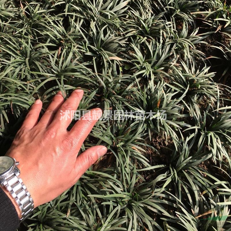 矮麦冬草多少钱一棵，玉龙草产地在哪里，购买日本矮麦冬快递发货