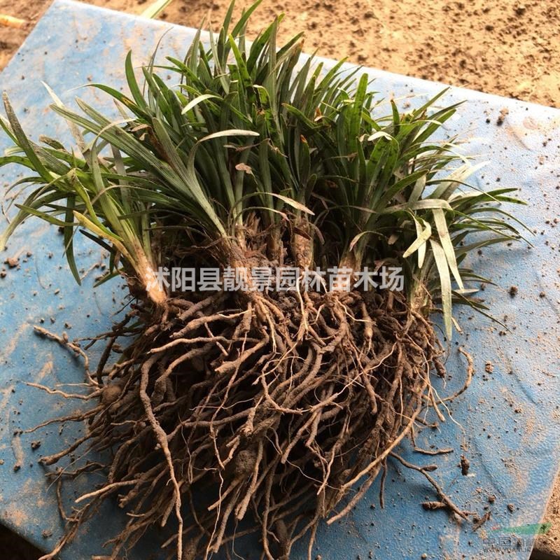 矮麦冬草多少钱一棵，玉龙草产地在哪里，购买日本矮麦冬快递发货