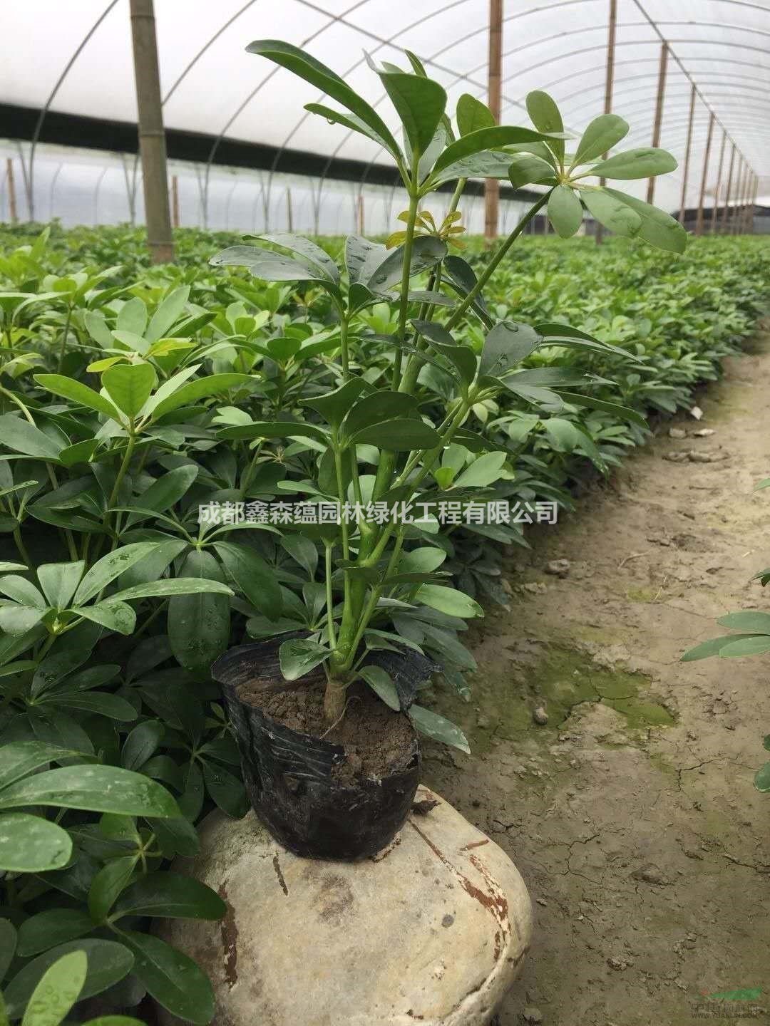 成都鴨腳木基地 花葉鴨腳木出售 鴨腳木種植基地