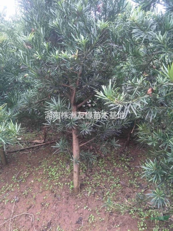 供應(yīng)自家培植的羅漢松4-5公分，樹型精品  歡迎選購(gòu)