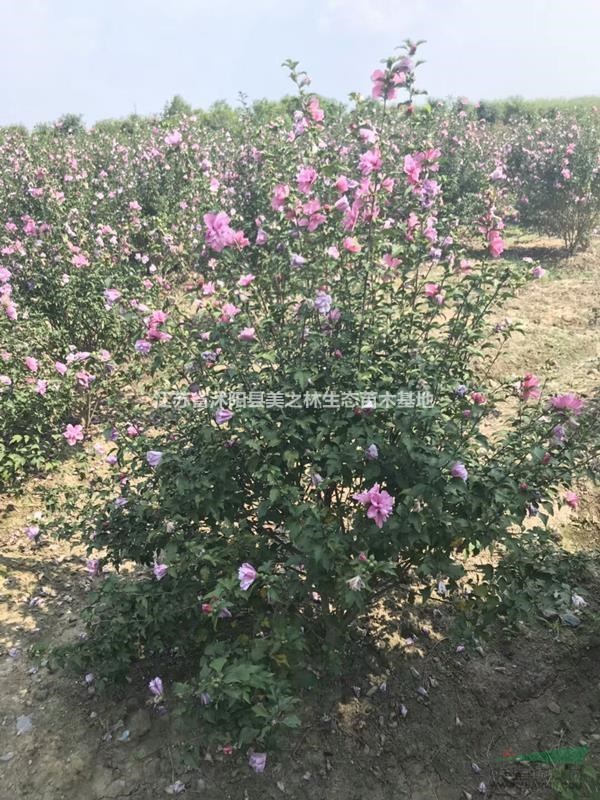 [供應(yīng)]供應(yīng)：桂花.金銀木、丁香、木槿、紅瑞木、繡線菊、桅子