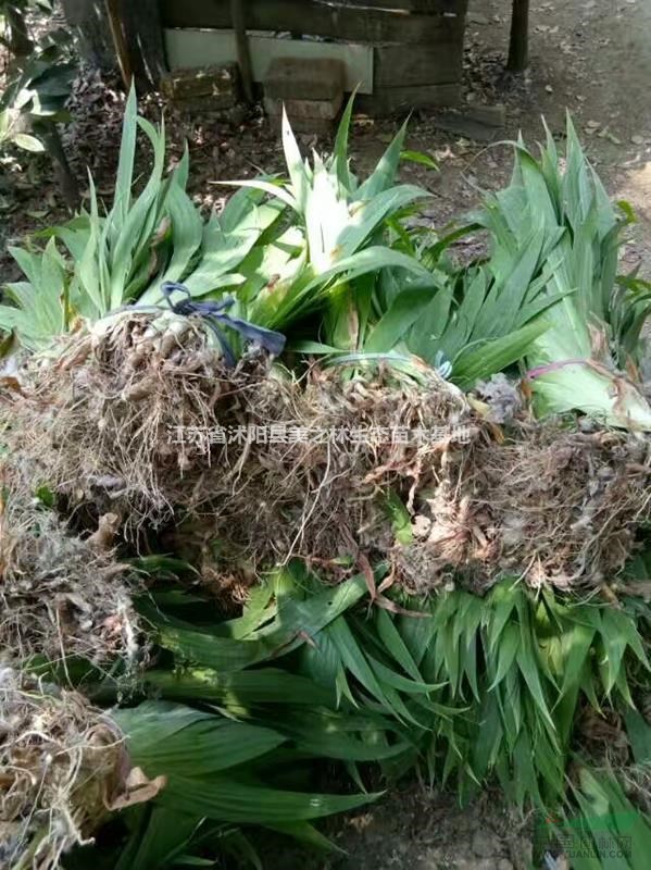 [供應(yīng)]蔥蘭、蘭花三七價(jià)格、金邊麥冬、玉簪，金娃娃萱草，蒲葦