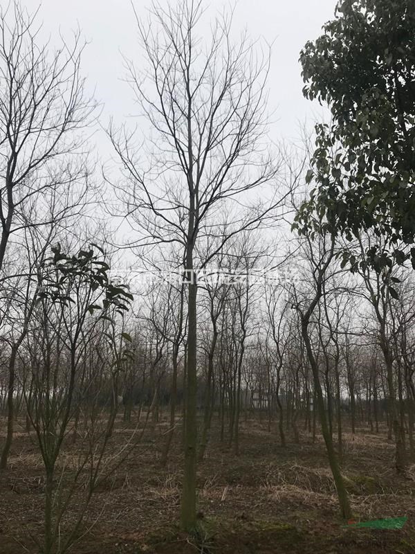 烏桕