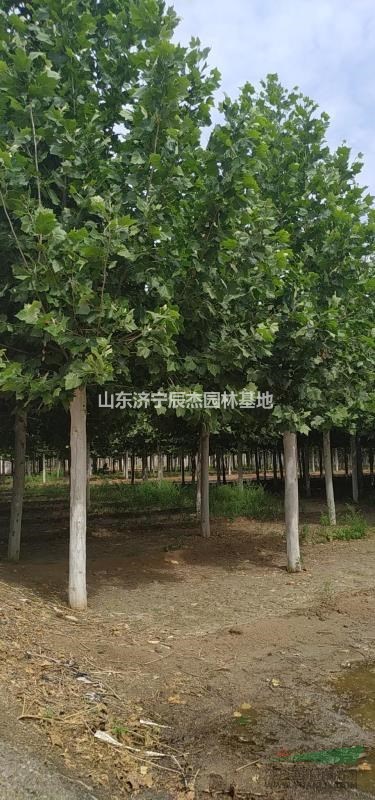 買速生法桐就來濟(jì)寧法桐園林 造型法桐三年冒  梧桐 低價(jià)供應(yīng)