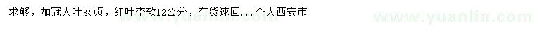 求購加冠大葉女貞、軟12公分紅葉李