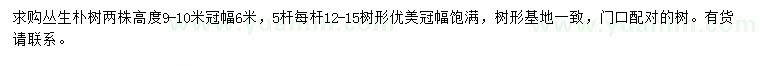 求購高9-10米叢生樸樹