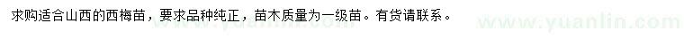 求購西梅苗