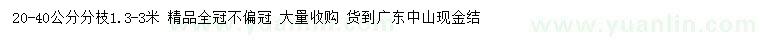 求購20-40公分樸樹