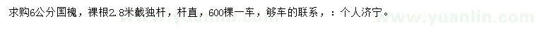 求購6公分國槐