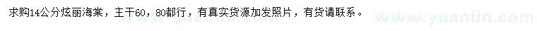 求購14公分炫麗海棠