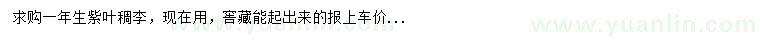 求購一年生紫葉稠李