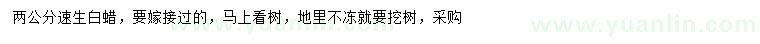 求購2公分速生白蠟