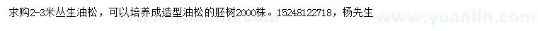 求購2-3米叢生油松