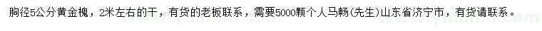 求購5公分黃金槐