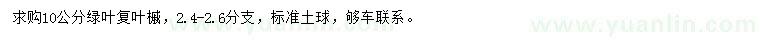 求購10公分綠葉復(fù)葉槭
