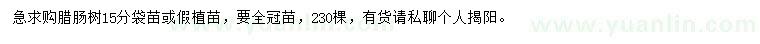 求購15公分臘腸樹
