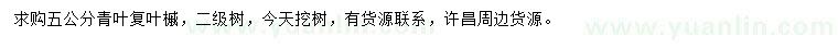 求購5公分青葉復(fù)葉槭