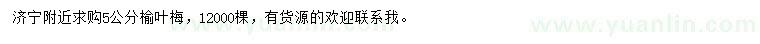 求購5公分榆葉梅