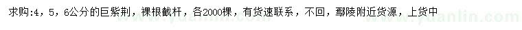 求購(gòu)4、5、6公分巨紫荊