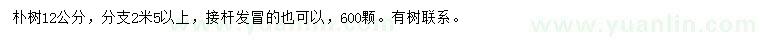 求購12公分樸樹