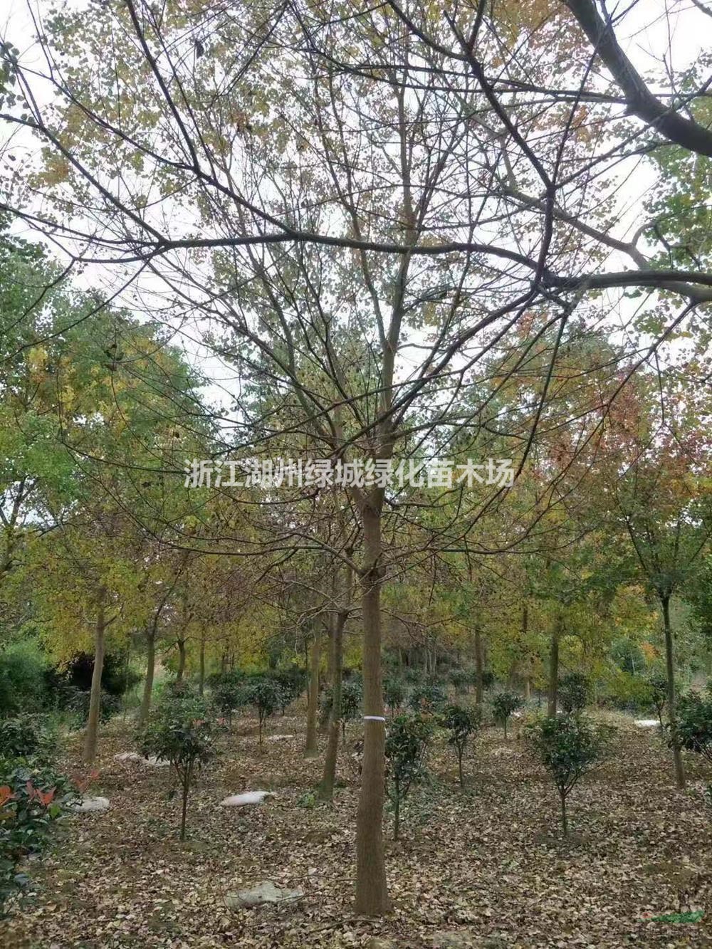 優(yōu)質(zhì)特價(jià)湖州烏桕 浙江烏桕基地 產(chǎn)地直銷