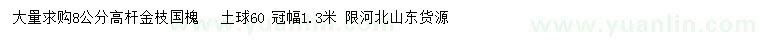 求購(gòu)8公分高桿金枝國(guó)槐