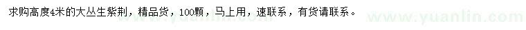求購高4米大叢生紫荊