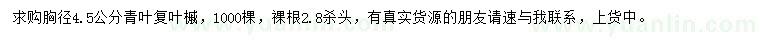 求購胸徑4.5公分青葉復(fù)葉槭