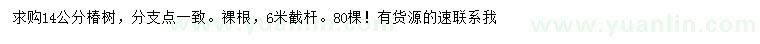 求購14公分椿樹