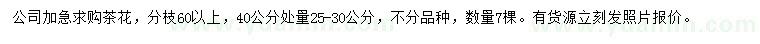 求購40公分量25-30公分茶花