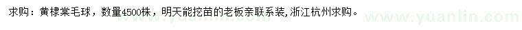 求購黃棣棠毛球