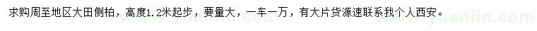 求購高1.2米側(cè)柏