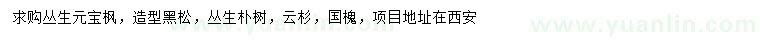 求購叢生元寶楓、造型黑松、叢生樸樹等