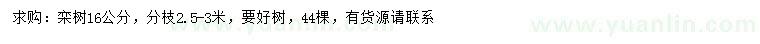 求購16公分欒樹