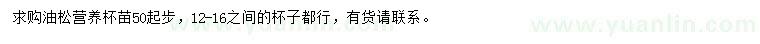 求購油松苗
