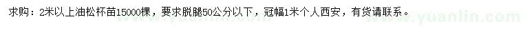 求購2米以上油松苗