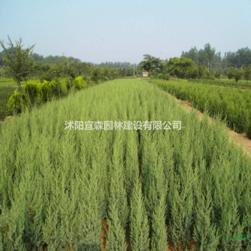 北京檜價(jià)格便宜 批發(fā)優(yōu)質(zhì)江蘇北京檜行情 大量批發(fā)北京檜價(jià)格怎