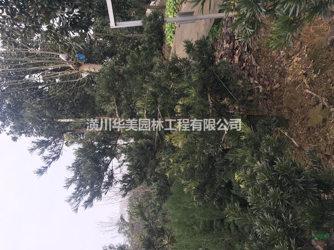 羅漢松精品價格，羅漢松造型報價，河南省羅漢松基地供應