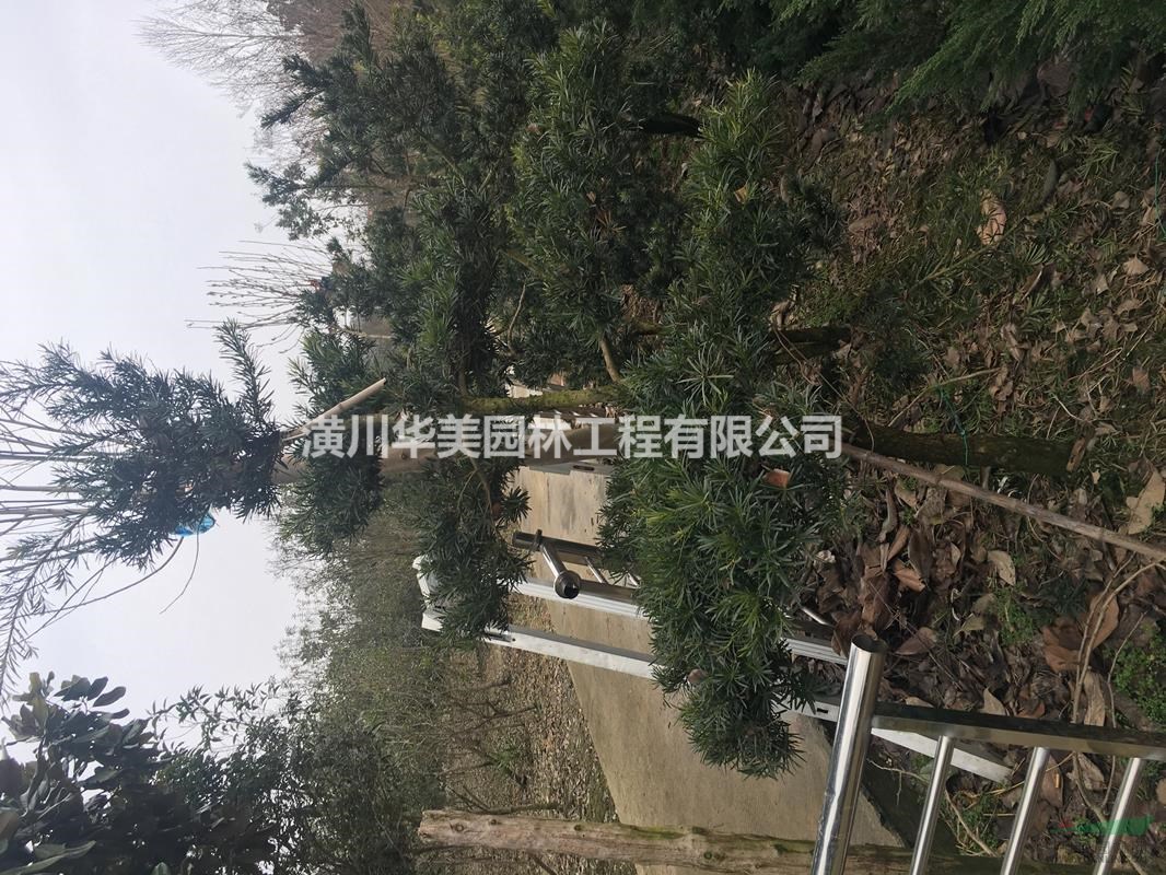 羅漢松精品價格，羅漢松造型報價，河南省羅漢松基地供應