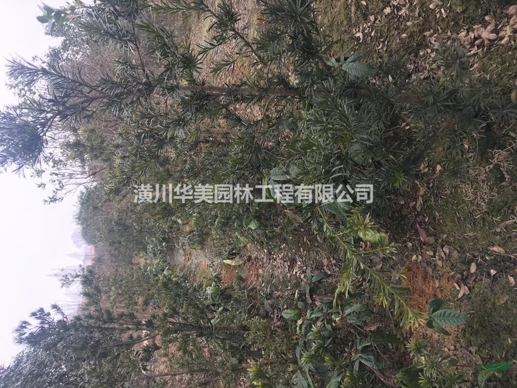 羅漢松精品價格，羅漢松造型報價，河南省羅漢松基地供應