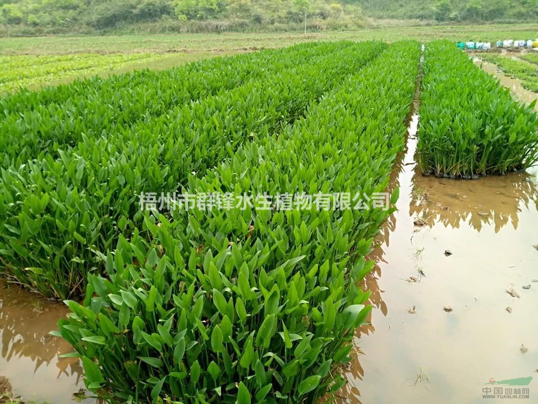 供應(yīng)桂林哪里有賣水生植物｜桂林水生植物基地直銷梭魚草