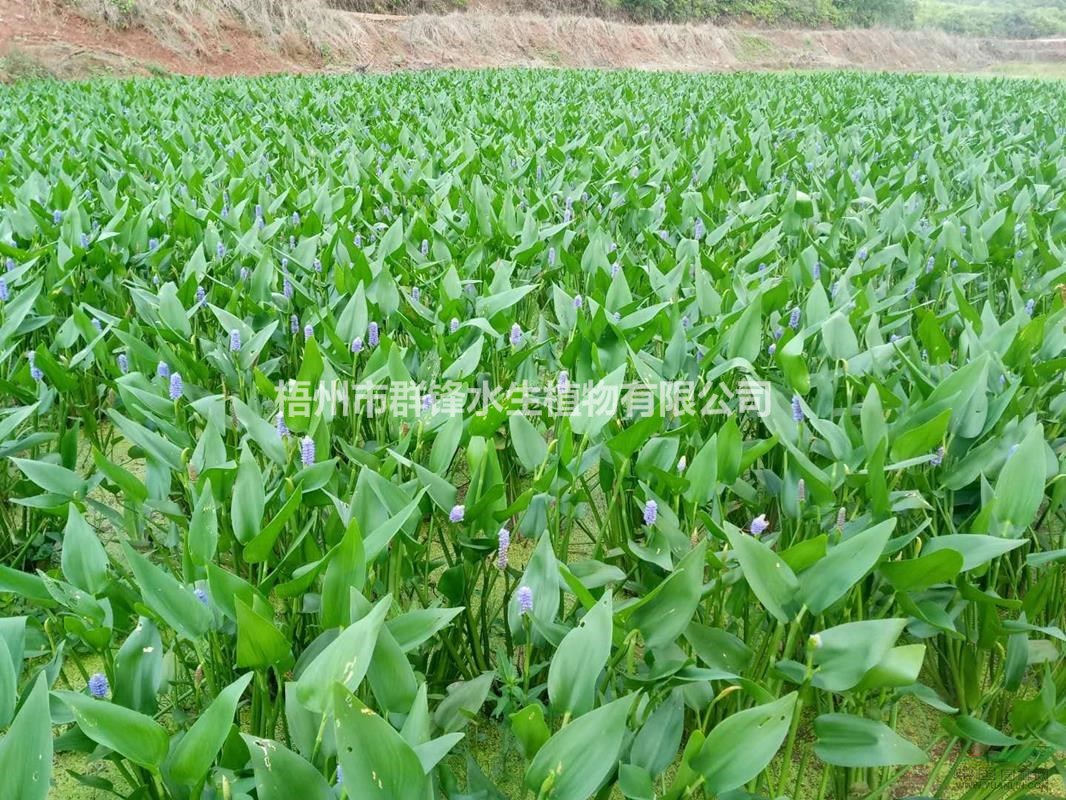 供應(yīng)桂林哪里有賣水生植物｜桂林水生植物基地直銷梭魚草