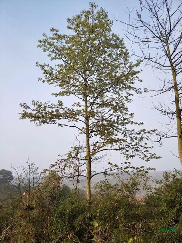 江西楓香小苗報價，九江楓香出售