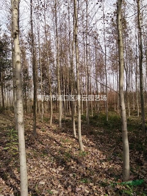 楓香樹報價，南京楓香樹供應