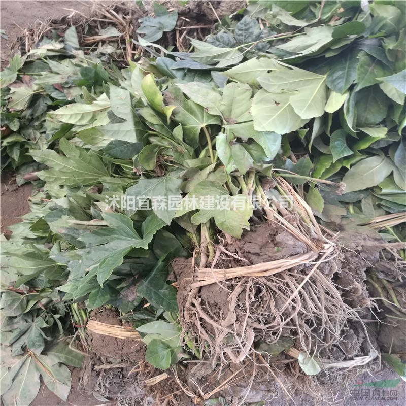 沭陽八角金盤價格便宜處理 江蘇八角金盤行情 宿遷八角金盤價格