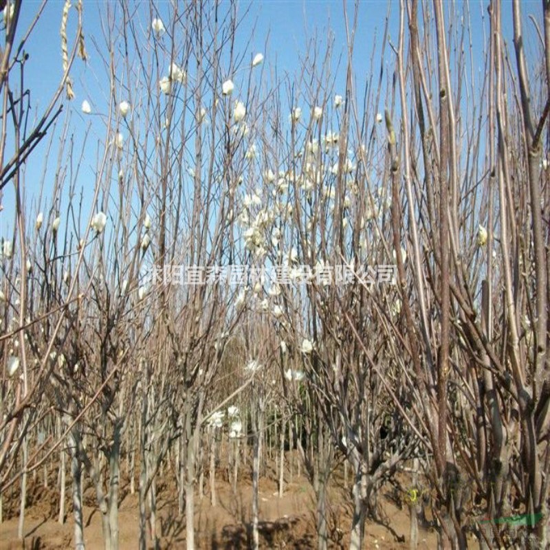今年江蘇白玉蘭價格走勢 批發(fā)白玉蘭價格多少錢 白玉蘭行情走勢