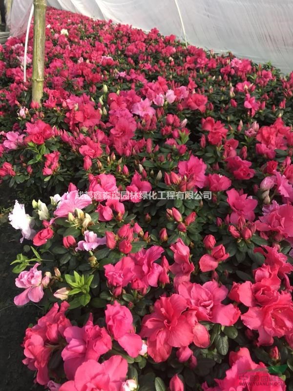 西洋鵑13杯批發(fā)基地 出售西洋鵑工程苗 供應(yīng)湖南西洋鵑基地