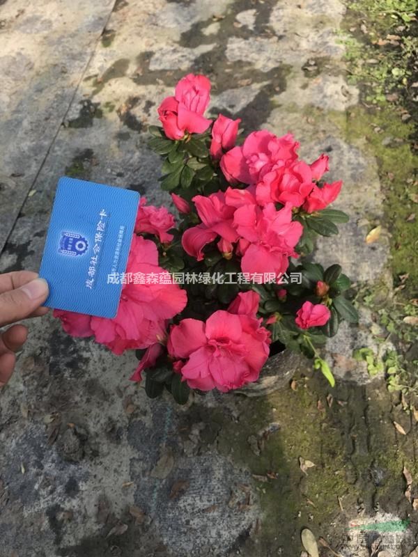 西洋鵑13杯批發(fā)基地 出售西洋鵑工程苗 供應(yīng)湖南西洋鵑基地