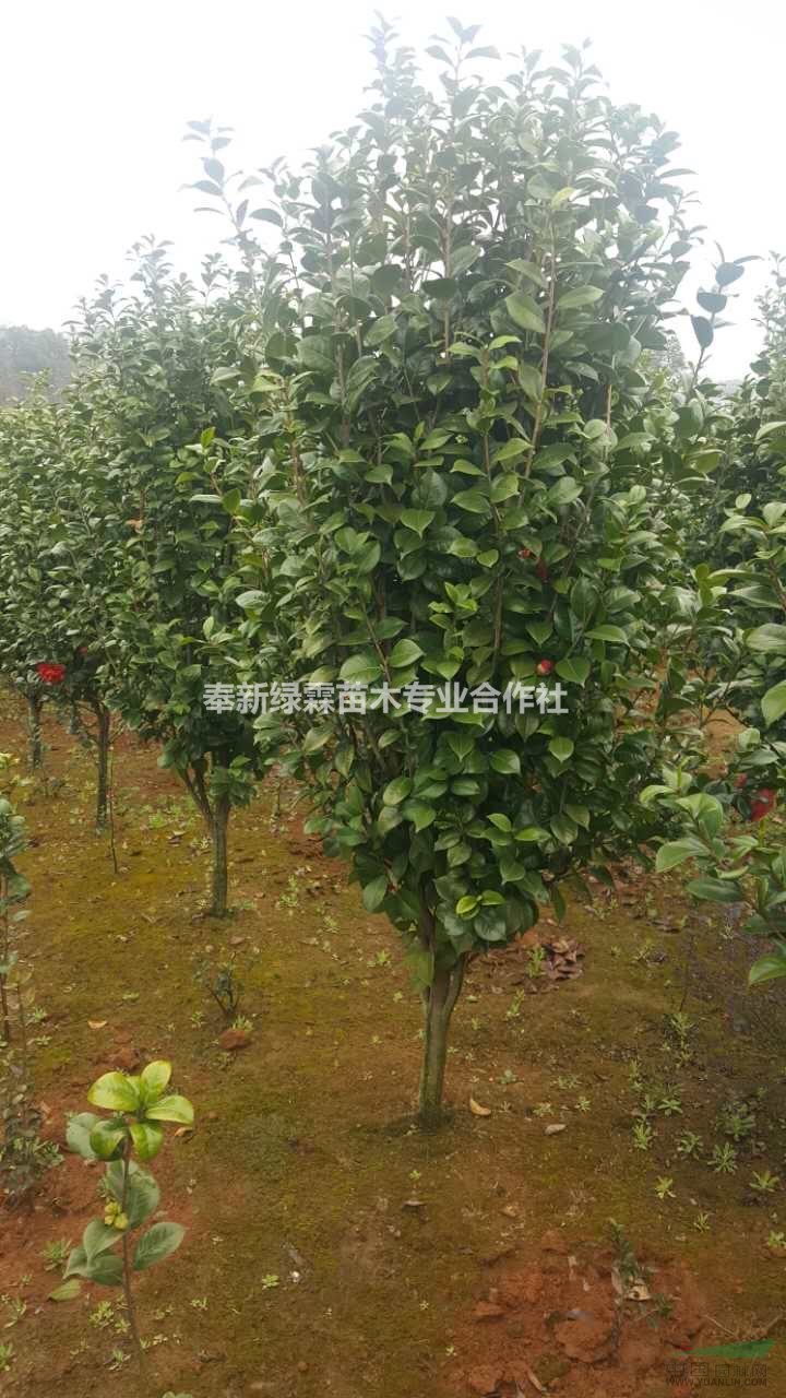 供應5-15公分茶花，數(shù)量大，樹形優(yōu)美